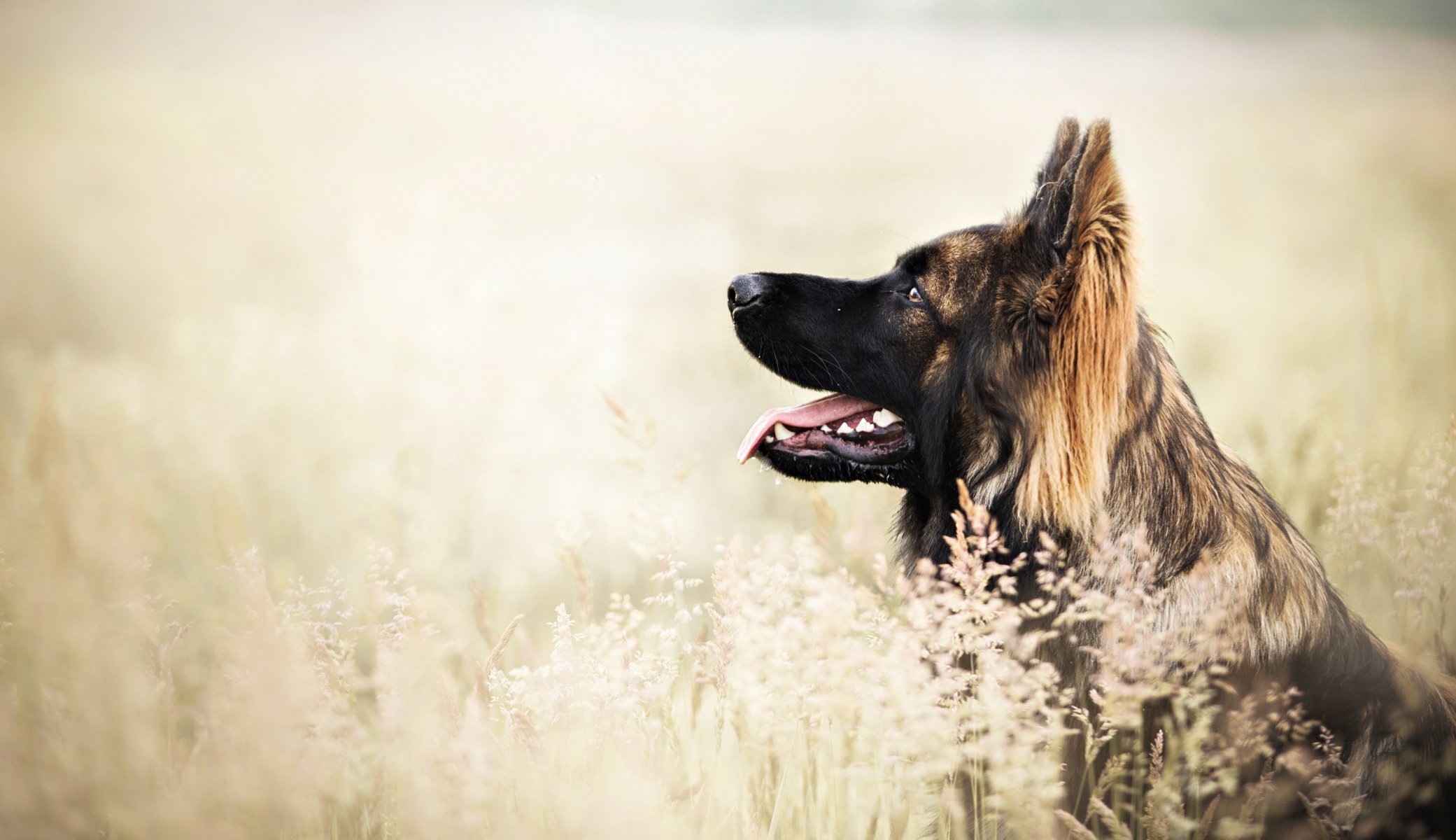 Взыскание ущерба при укусе собаки в Кировграде