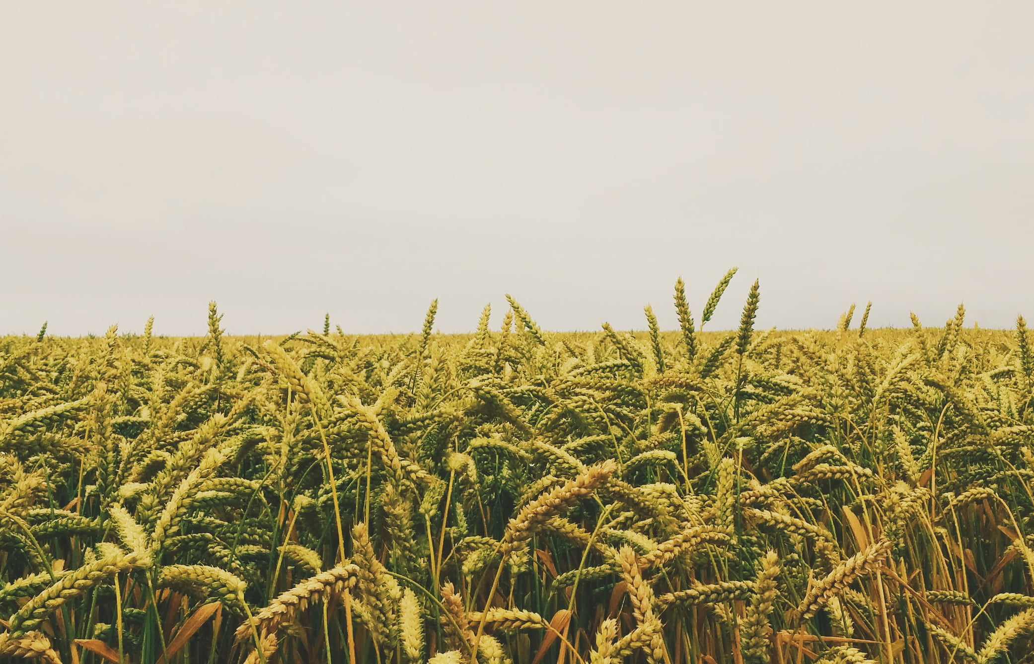 Юрист по земельным спорам в Кировграде. Услуги земельного юриста.